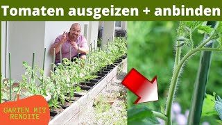 Tomatenpflanzen gesund halten anbinden und ausgeizen [upl. by Enovad]