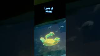 Nemo Ride the turtle loudegange [upl. by Atteniuq]