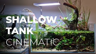 Shallow Tank Aquascape with Emersed Growth and Pond Plants Cinematic [upl. by Yug]