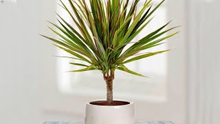 How to propagate DRACAENA MARGINATA from cuttings  DRAGON TREE care [upl. by Wallraff]