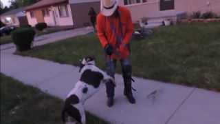 Pit Bull Attacks Walking on Leash  DOG INTERVENTION Dog WhispererInterventionist BIG CHUCK MCBRIDE [upl. by Morganstein]