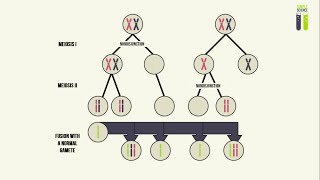 Genetic Mutations  Part 4  Aneuploidy In Humans Nondisjunction [upl. by Nytsua608]