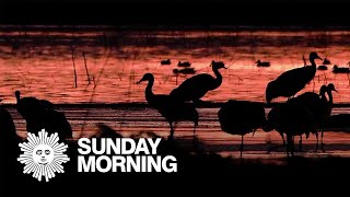 Nature Sandhill cranes [upl. by Aurlie]