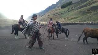 Bonito rodeo en los páramos de Cuchihuasi y Yallachanchi Aso Beta Dorada [upl. by Rudy]