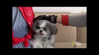 Cesar 911 S04E01 The Trouble With Truffle [upl. by Nolahp]