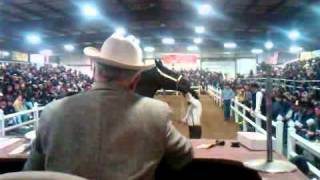 Gordyville Draft Horse Auction Steve Andrews [upl. by Asined]