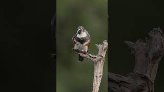 Belted Kingfisher female landing with fish bird canon wildlifephotography birdphotographer [upl. by Lemmy]