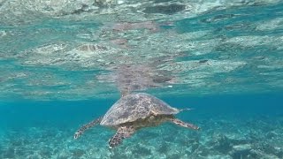 Bandos Maldives Malediven Urlaub  Sharks Mantas and Turtles [upl. by Grannie]