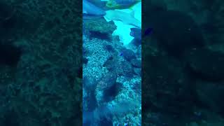 Tu Tam tham quan Shark Reef aquarium Mandalay bay 09302024 p6 [upl. by Chenay]