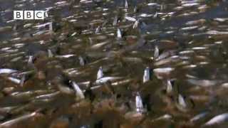 Millions of Fish Invade Beach in Mexico [upl. by Lafleur]