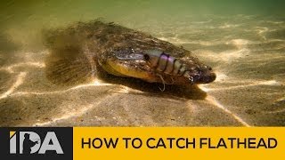 How To Catch Flathead  Mallacoota Esturay Fishing [upl. by Irej]