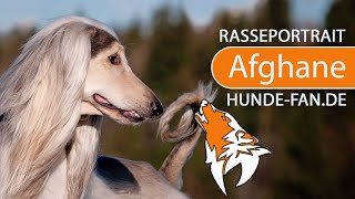 ► Afghanischer Windhund 2018 Rasse Aussehen amp Charakter [upl. by Akiemat596]