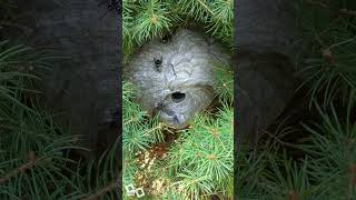 Bald Faced Hornets Daily Nest [upl. by Anitnuahs]