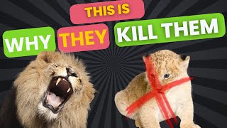 🦁WHY Do LIONS KILL CUBS 😮amazing facts animals lion [upl. by Leake]