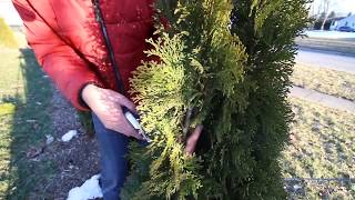 How to Prune Your Arborvitaes Like a Pro [upl. by Viki]