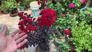 Furush Fulফুরুস ফুল  Lagerstroemia indica easy to grow🪴🪴🪴 [upl. by Pavyer]