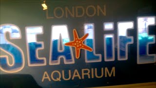 London Sea Life Aquarium HD  Full Walkthrough [upl. by Lidia913]