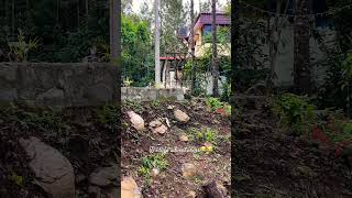 Cute doggies viralvideo dog yercaud ytshorts shorts trending hills travel hillstation [upl. by Eimyaj]