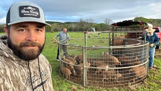 17 Hogs in One Drop New Record Hog Catch [upl. by Yarvis]