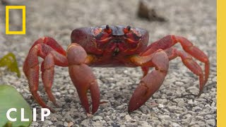 Perilous Red Crab Migration  Incredible Animal Journeys  National Geographic [upl. by Broderick]