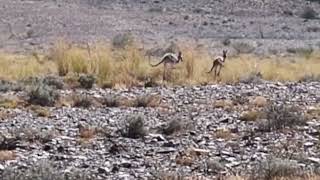 Kangaroos Pair Jumping Around [upl. by Silevi]