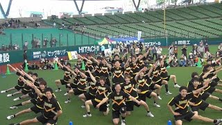 早大 SHOCKERS 2016 SEIBU 100 SMILE LIVE！ 西武球場 [upl. by Ahidam618]