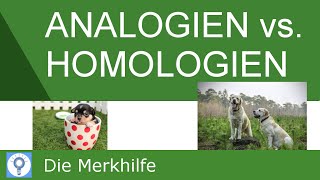 Analogien und Homologien amp Nachweis von Homologien  Systematik der Tiere  Evolution 20 [upl. by Hsepid]