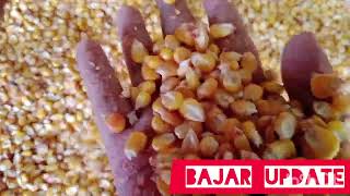 ভুট্টার পাইকারি দাম corn price 3 july 2024 [upl. by Hcib51]