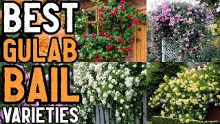 Climbing Rose varieties in Pakistan and India  Best Rose Climber varieties in Urdu and Hindi [upl. by Alber]