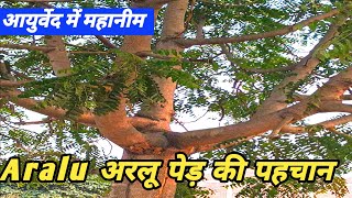 AraluAilanthus excelsaअरलू पेड़ की पहचानayurvedic fayde [upl. by Crescentia179]