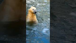 Polar bears swimming in ice shorts ytshort videoshort [upl. by Zonda]