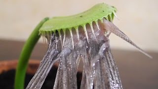 Eating a HERRING with Charlie the Venus Flytrap [upl. by Barrus824]