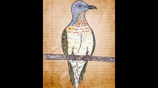 Passenger Pigeon Song [upl. by Arenahs]