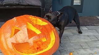 Halloween French bulldog kills a pumpkin [upl. by Lissner]