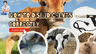 Calf DisbuddungDehorning🐄පැටවුන්ගේ අං අයින් කරන හැටි 🐄💉🐮 [upl. by Clarice104]