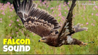 Falcon Sound Falcon Sounds To Scare Birds  Peregrine Falcon Sound  Solo Animals [upl. by Adeehsar666]