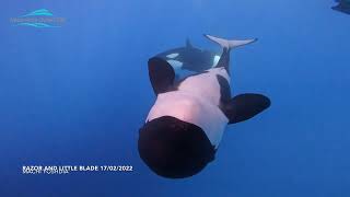 Razor and Blade  Bremer Bay Orca Underwater vision [upl. by Eislehc]