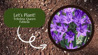 Lets Plant Triteleia Queen Fabiola [upl. by Maryellen]