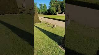 Entenbabys mit stolzen Eltern im Park Schloss Rheinsberg Brandenburg [upl. by Brigette]