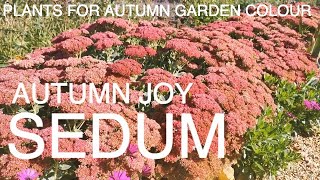 Sedum Autumn Joy [upl. by Solitta]