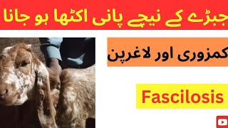 Fascilosis  Liver flukes infestation  Bottle jaw in goatsheepcattlebuffalo  Dr Muhammad Saif [upl. by Wilber]