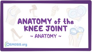 Anatomy of the knee joint [upl. by Mourant]