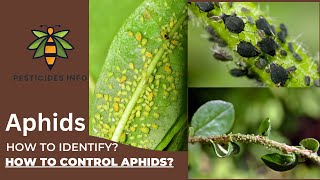 How to Identify and control Aphids on Plants Flowers or Crops [upl. by Unhsiv]