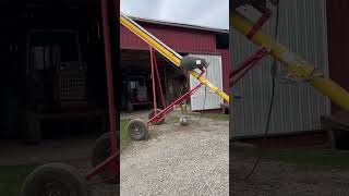 Unloading roasted soybeans [upl. by Eibrad]