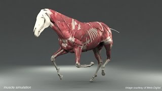 Weta Digital Horse FEM Simulation [upl. by Traweek]