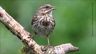 Song Sparrow Song [upl. by Aurita]