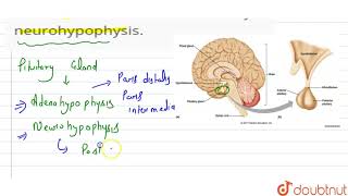 Name the hormones released by neurohypophysis [upl. by Elahcar]