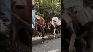 Mule Crew Delivers Insulin to FloodStruck North Carolina Resident [upl. by Wolfgang]