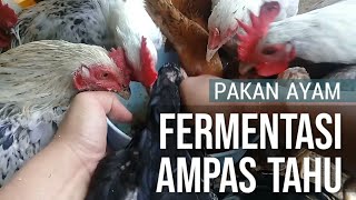 Fermentasi Ampas Tahu Awet 2 bulan untuk Pakan Ayam amp Unggas lain part 1 [upl. by Isyak]