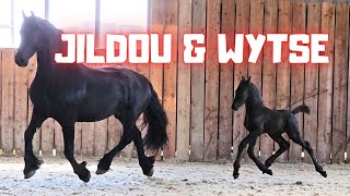 Jildou with 16 days old colt Wytse at the inside arena so cute  Friesian Horses [upl. by Minny]